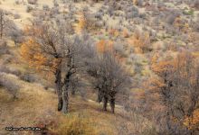 گزارش تصویری از فصل پاییز در جنگل ابر شاهرود